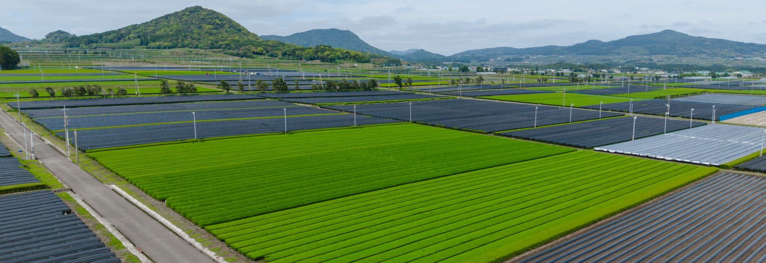Aerial view of premium Japanese matcha tea fields